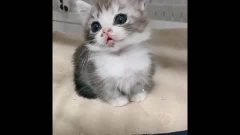 lovly baby cat