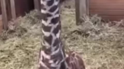 Baby giraffe Tries to Tease