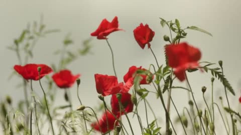 Relax to the sound of flowers