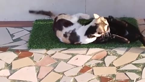 Cute cats Playing