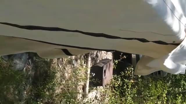 Wall tent