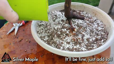 Silver Maple (pre-bonsai)