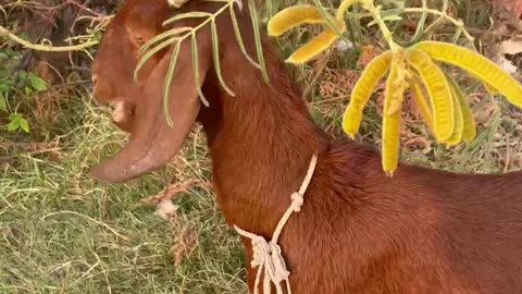 The owner take goat to finding food1