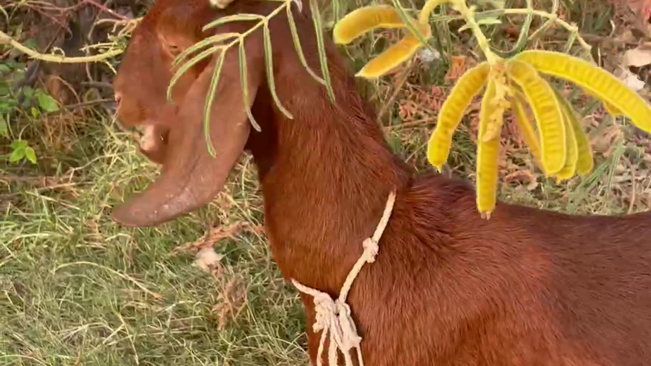 The owner take goat to finding food1