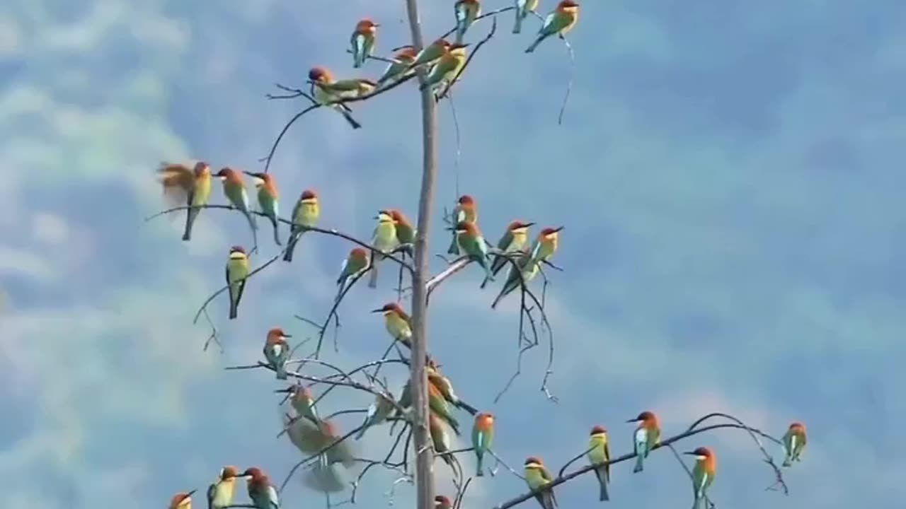 Cute bird