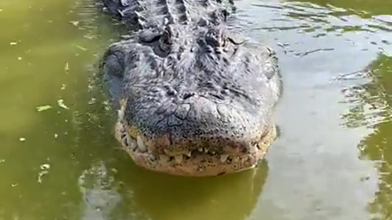 CROCODILE 🐊 | UP CLOSE