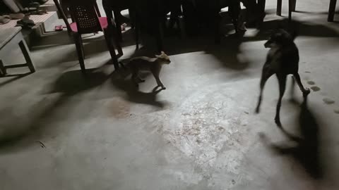 Dog and cat fight