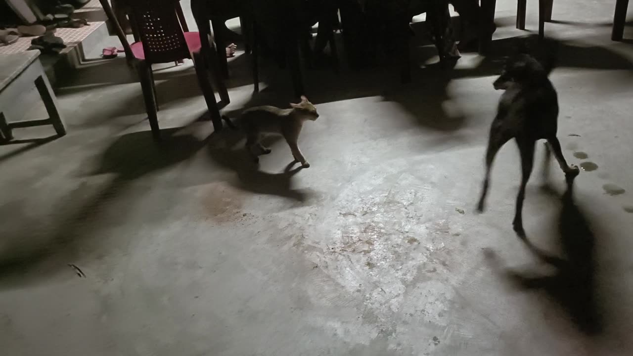 Dog and cat fight