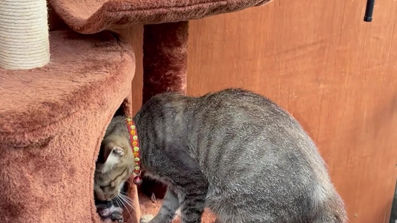 Three Kittens Rescued And Brought Home