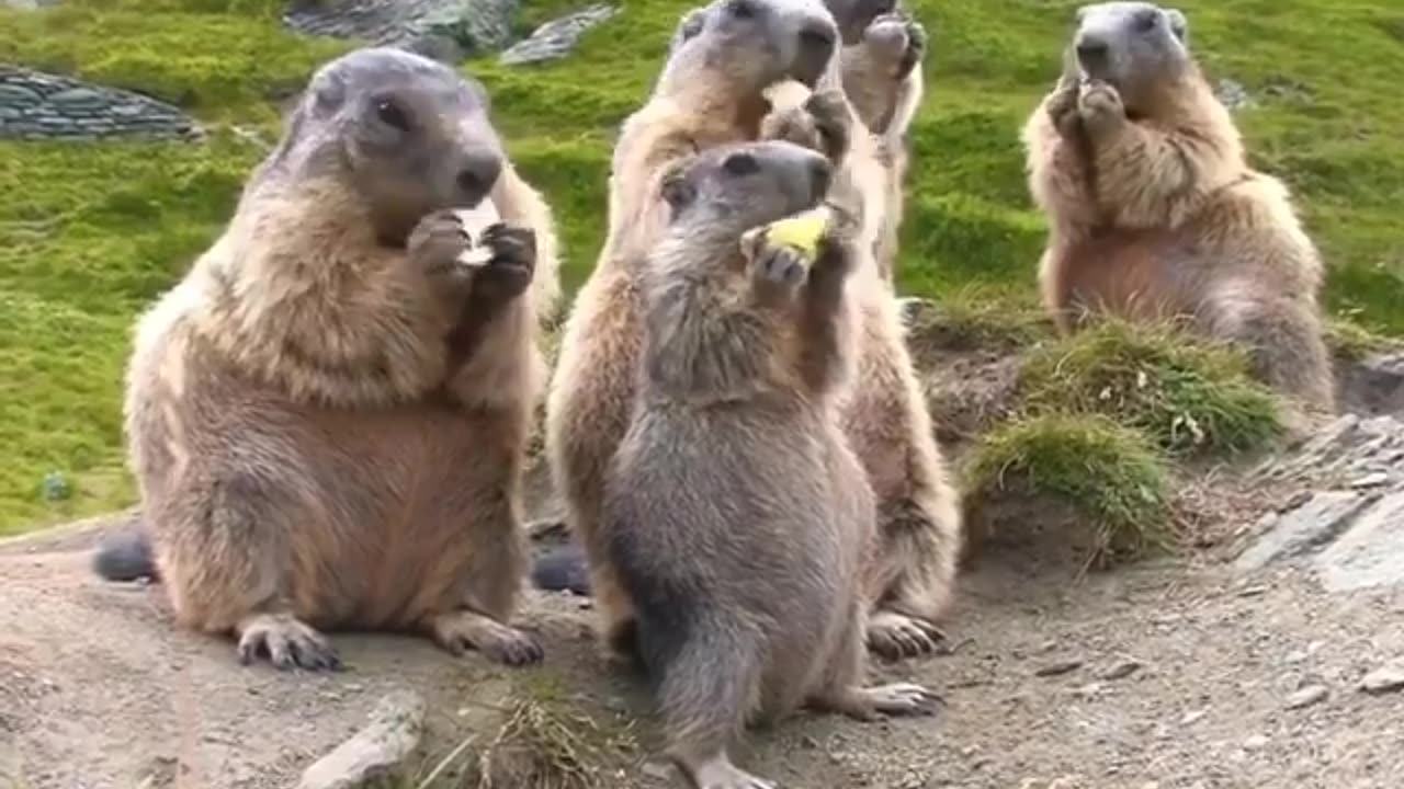 Animal funny video