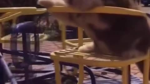 Cute puppy falls off from seat