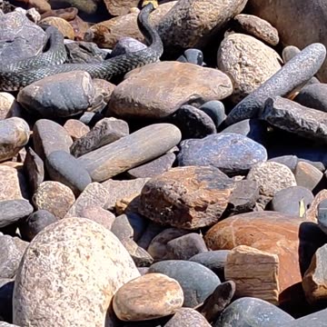 Water snake very dangerous