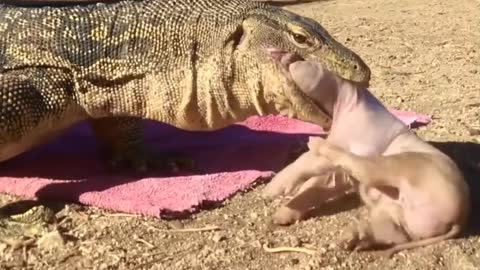 Very Dangerous Comodo Dragon | Animals