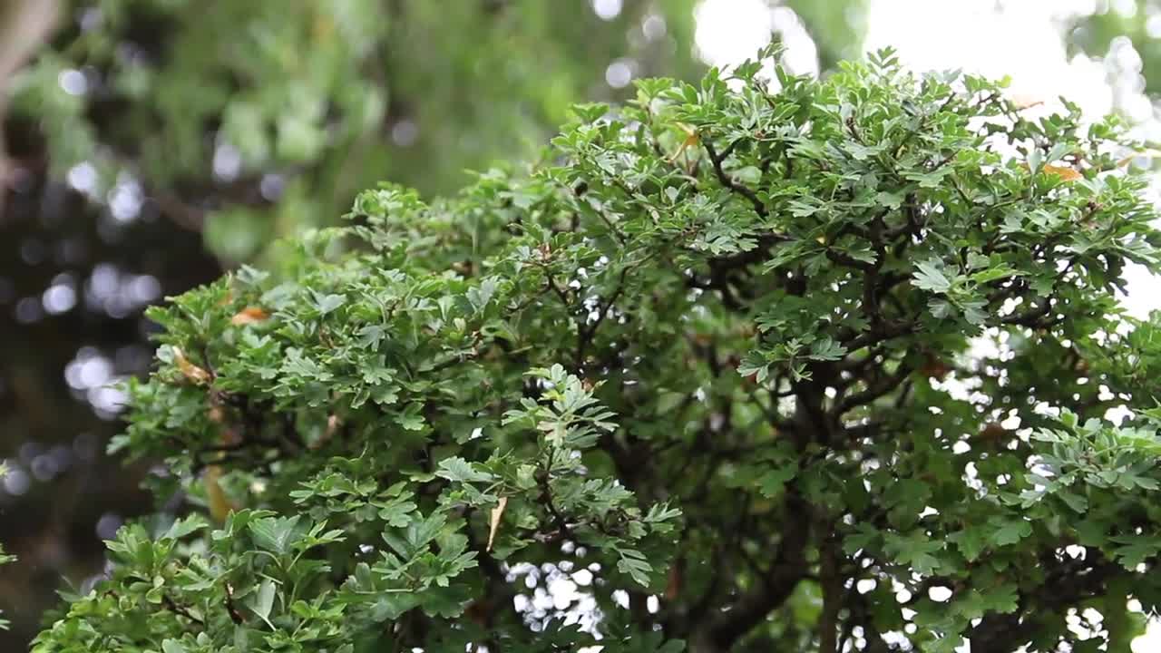 Harry Harrington's Bonsai garden