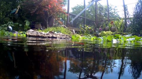 koi and goldfish pond 210821 waterline view