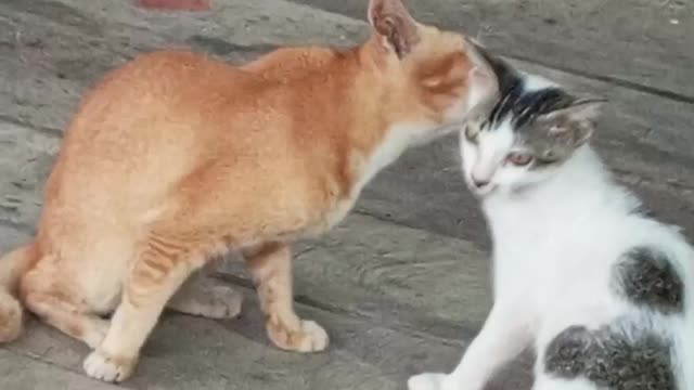 Cat love love