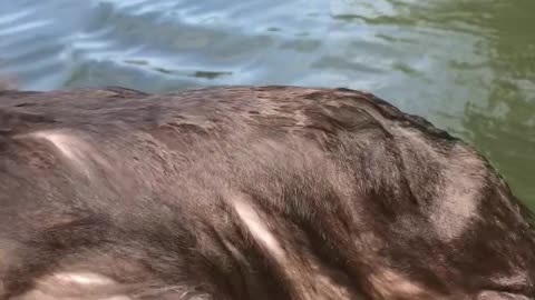 Monkey Swims Up to Kayakers