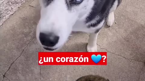 Perros que tompieron el sistema!!!!