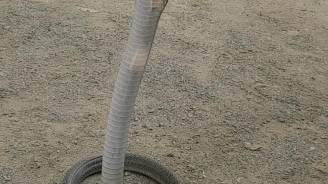 Dangerous Cobra