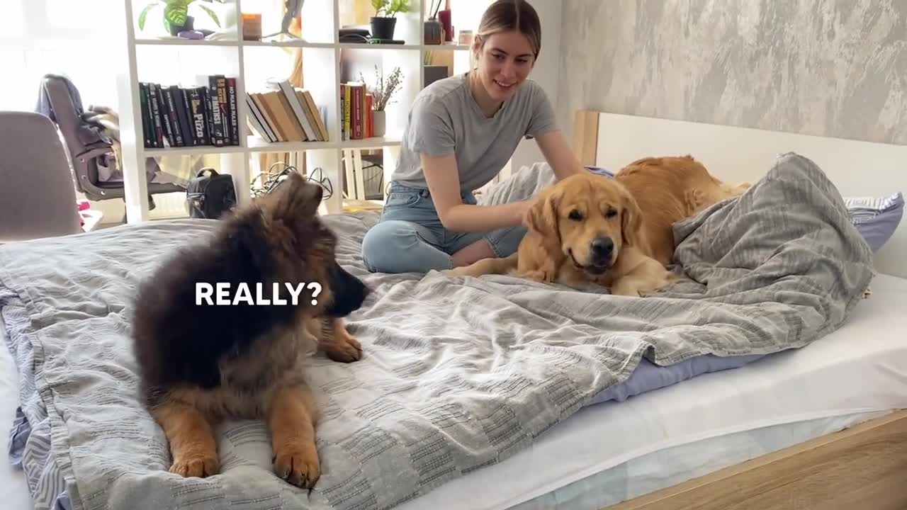 Petting One Dog and Not The Other | Jealous Dogs Reaction