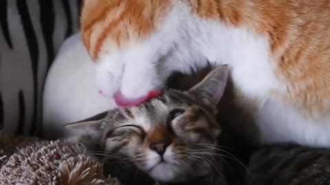 So cute cats video💞🐱