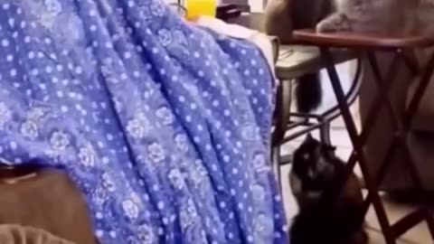 Funny Cats and Dogs videos