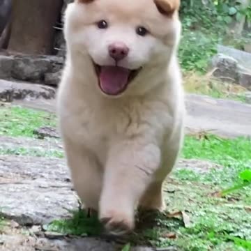 Funny puppies🐕🐕 |#puppy