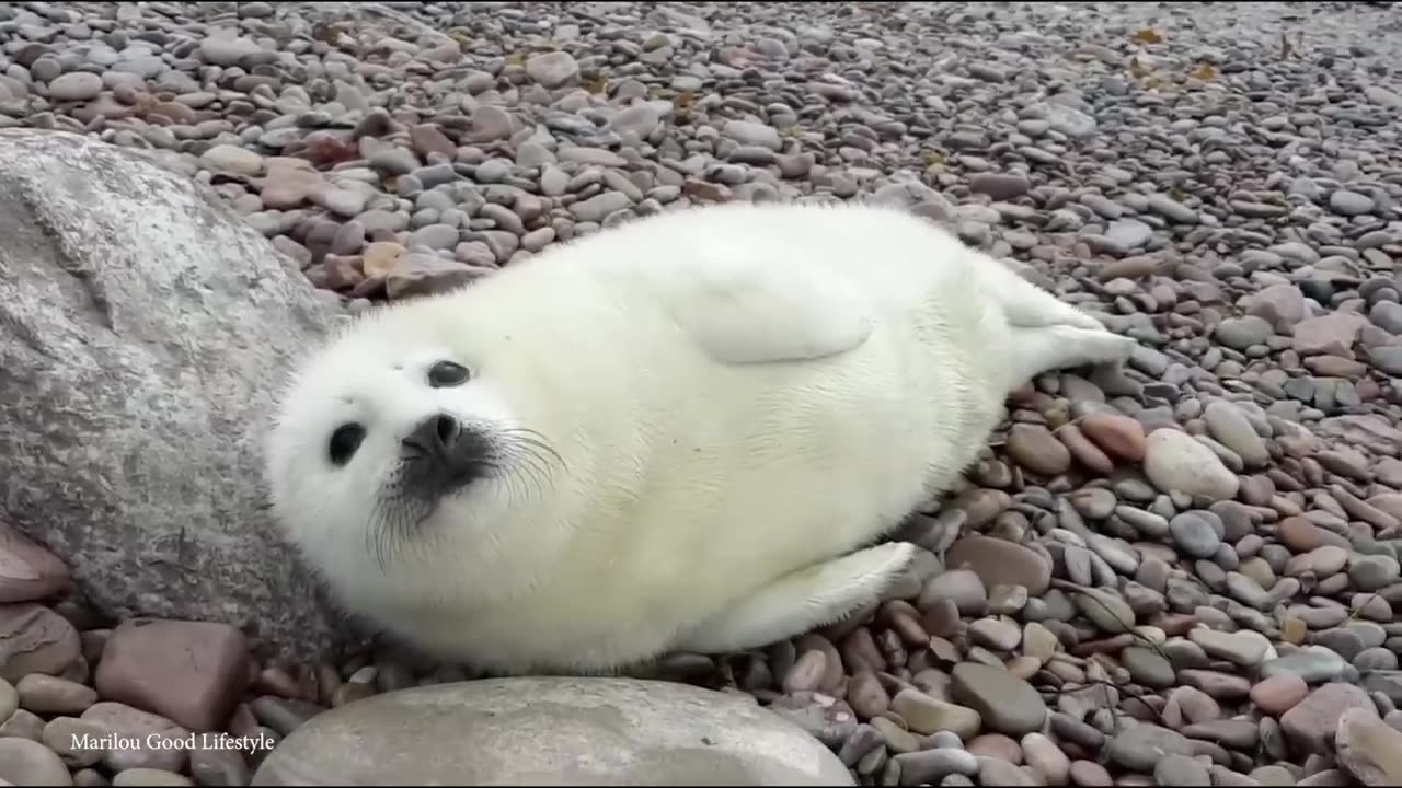 15 CUTEST Baby Animals