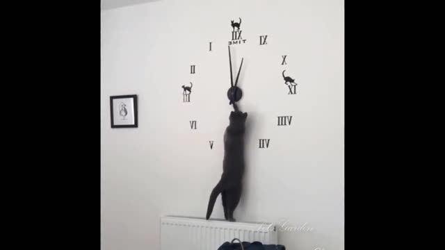 Funniest cat.Hilarious cat sits in a very distinguished manner