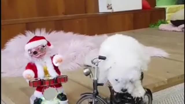 The puppy is cycling ❤️😍🐾🐾