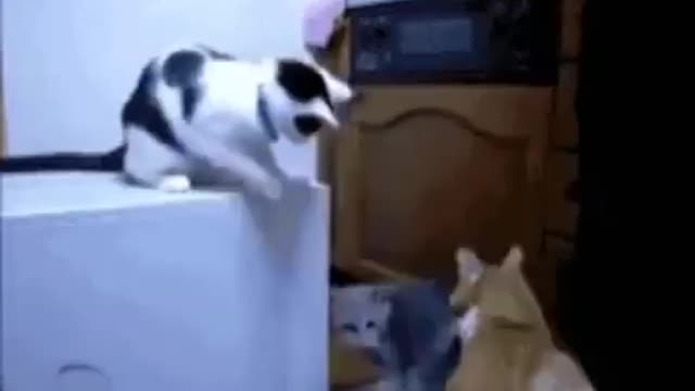 Cat Thug Life😎! The cat caused a fight between two of his friends