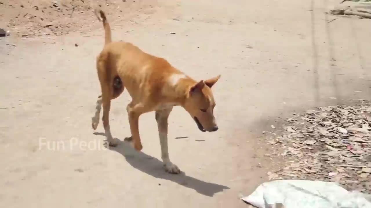 This Dog πΆπΆπΆπΆπΆ πππππ€£π€£π€£π³π³π³π³π³πππ€ͺ