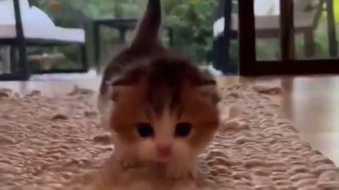 New Funny Animals, Funniest Cats and Dogs Videos 65