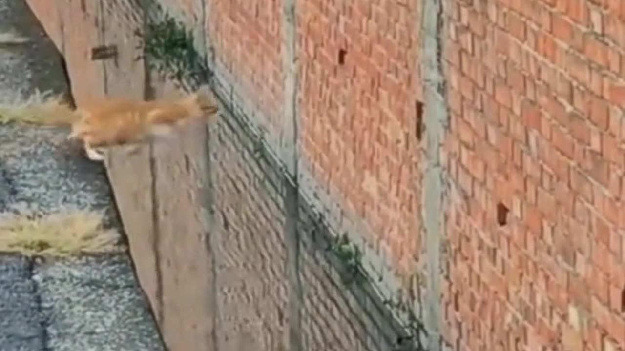Cats are accurate