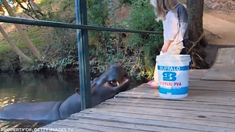 Lion Sees Her Adoptive Dad After 7 Years