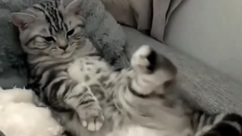 Cute Cats funny Video # please try don't laugh