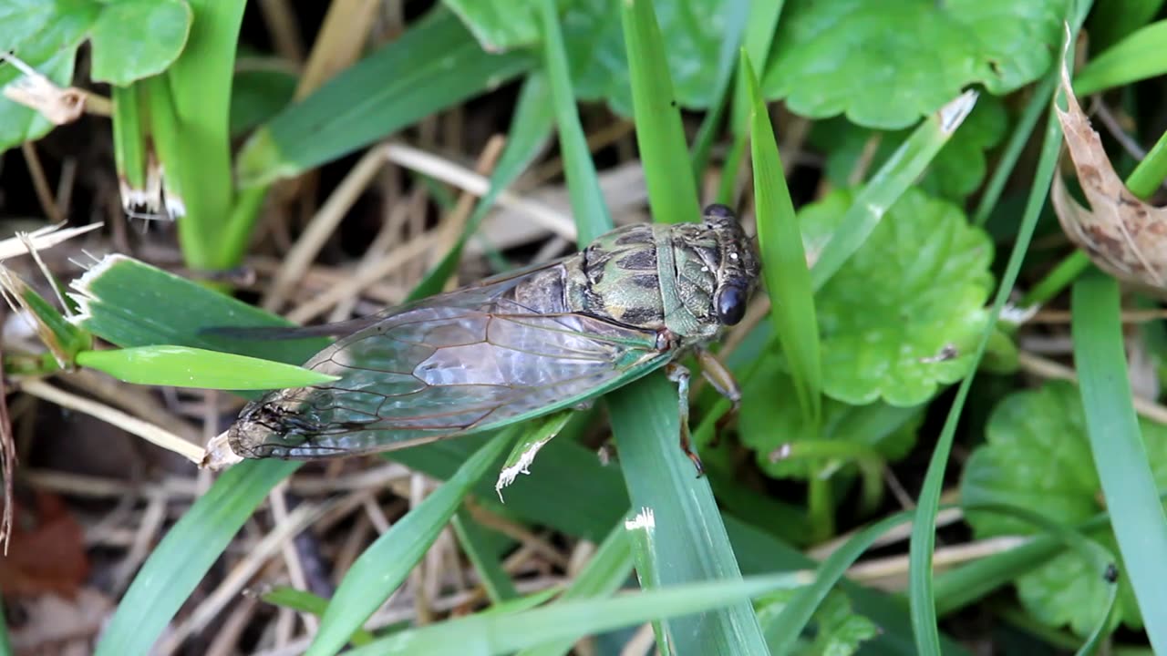 Cicada Walking Through Grass