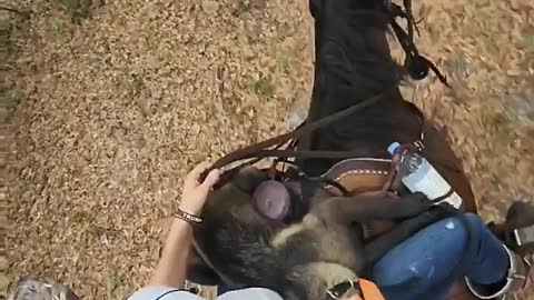 A dog on the ground is worth 3 in the saddle