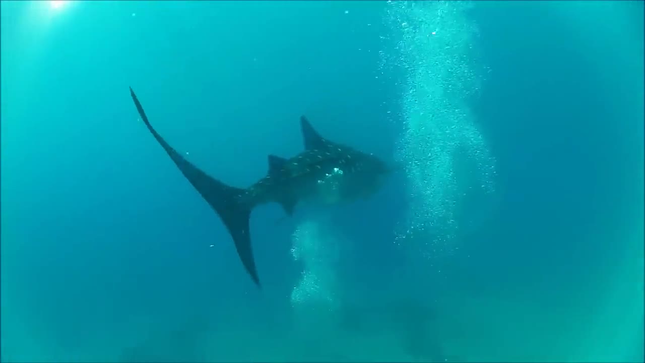 Diving with Whale Sharks, Oslob, Philippines