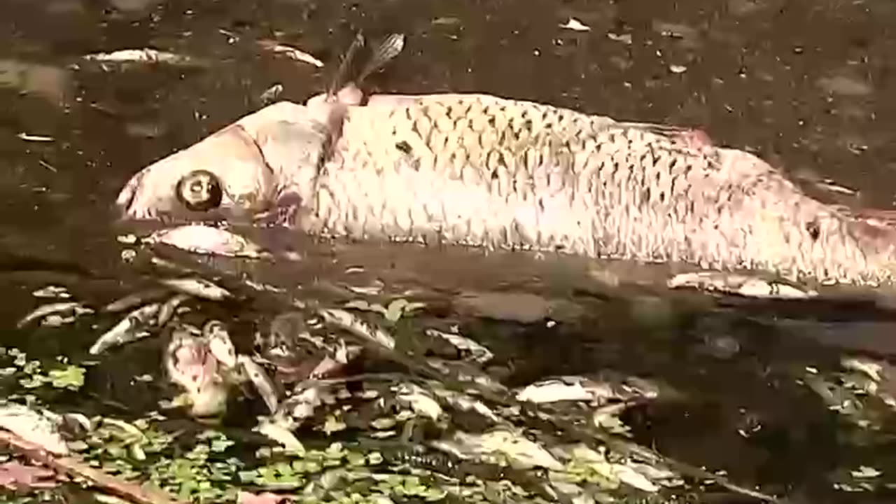 WAR ON THE CHILDREN ‼️ #SavingTheChildren