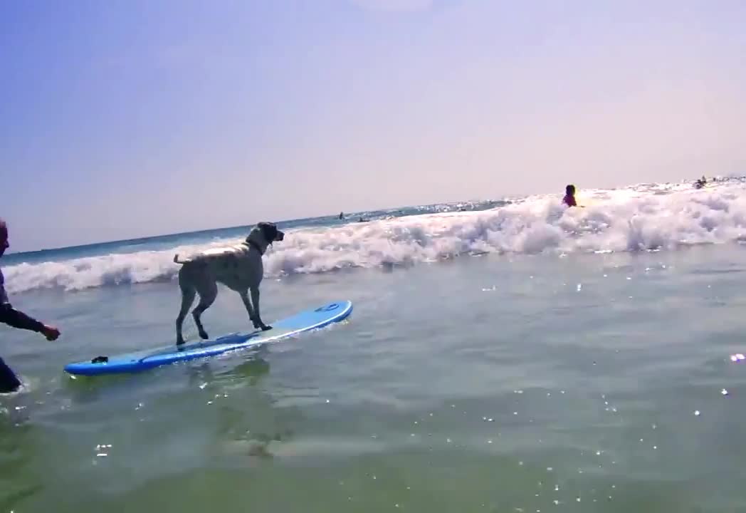 Dog enjoys surfing at the sea/Watched dog surfing with a trainer