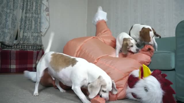 Dogs vs Dancing Chicken Prank Funny Dogs Maymo, Potpie & Penny