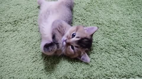 I played with a kitten lying leisurely