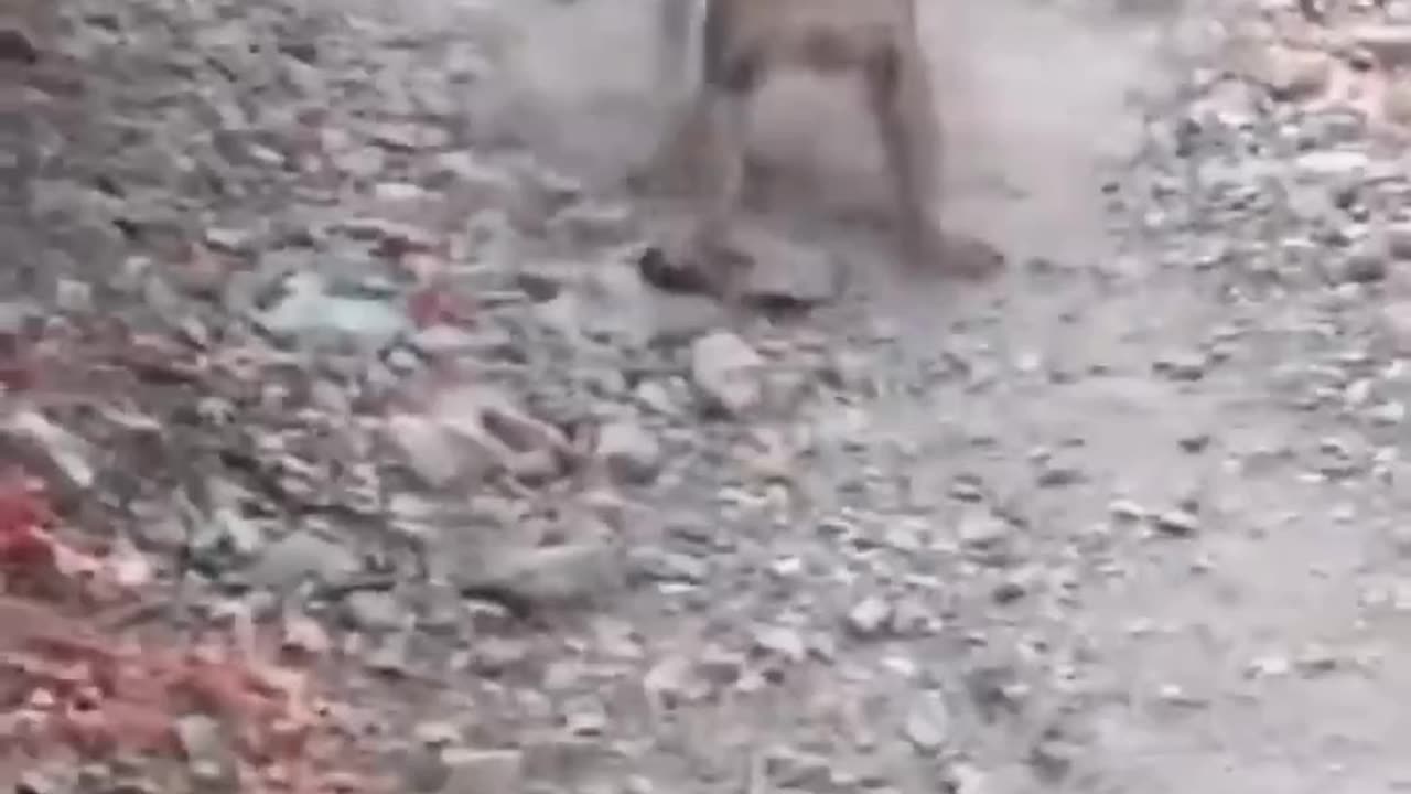 Mountain lion vs. human in Utah