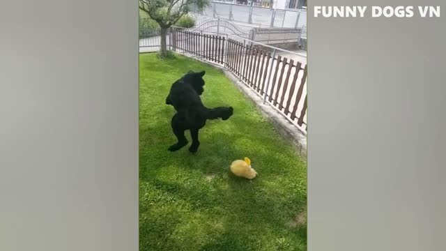 Funniest Animals Video - Try Not To Laugh Animals 2022 - 01