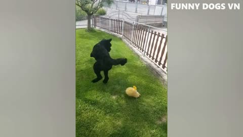 Funniest Animals Video - Try Not To Laugh Animals 2022 - 01