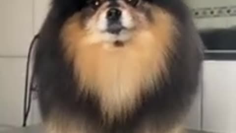 Funny dog