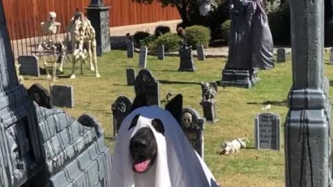 This is creepy. This is a dog Halloween costume