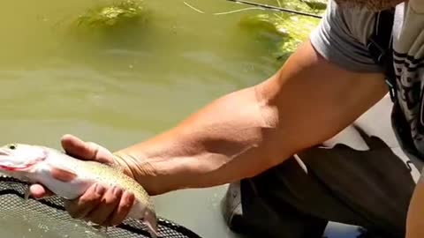 Anglers! what's your go to dry fly in the fall