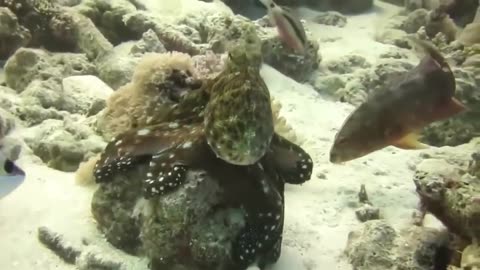 Eagle Hunting Octopus In An Ocean.